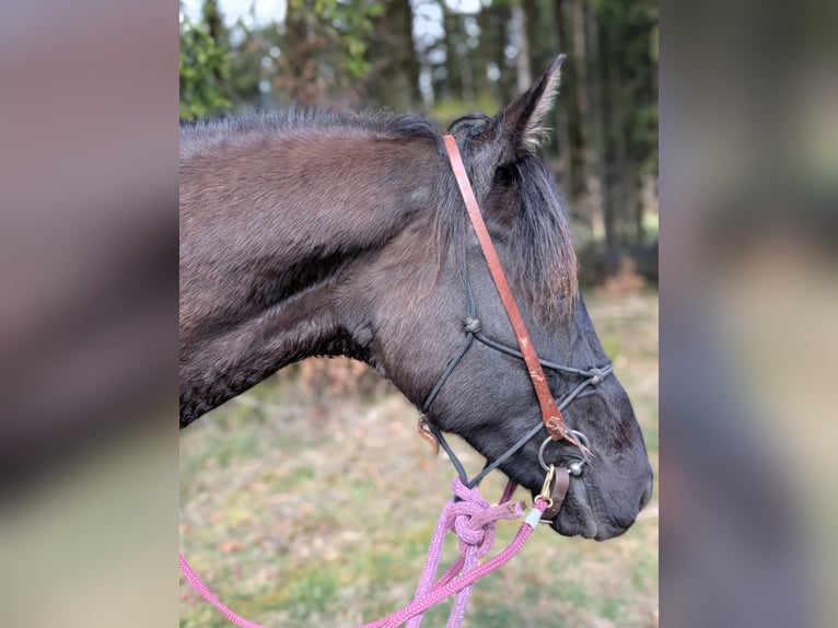 Koń reński Klacz 16 lat 169 cm Kara in Üxheim