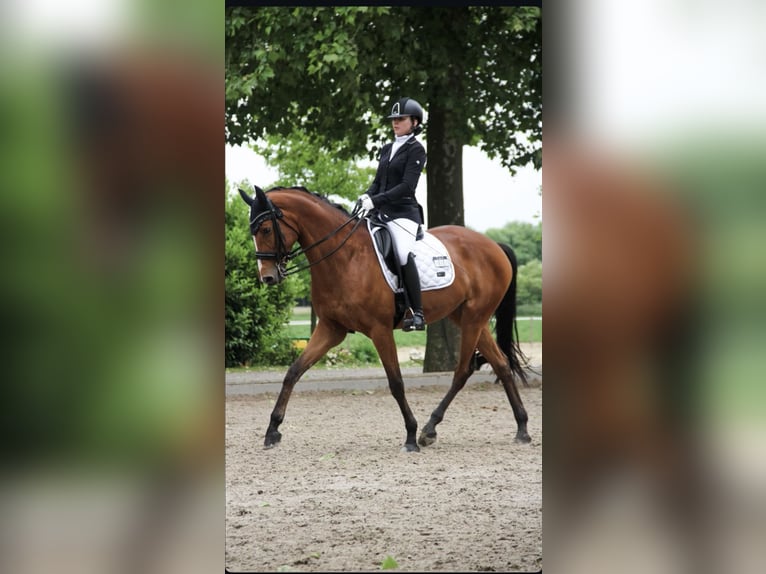 Koń reński Klacz 16 lat 171 cm Gniada in Krefeld