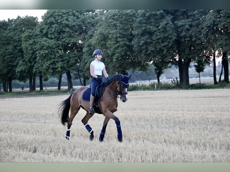 Koń reński Klacz 16 lat 171 cm Gniada in Krefeld