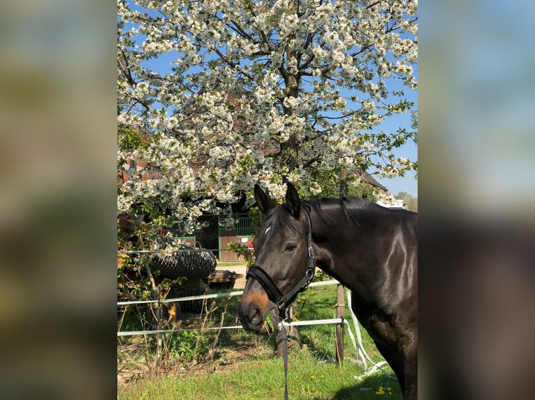 Koń reński Klacz 16 lat 175 cm Ciemnogniada in Rheurdt