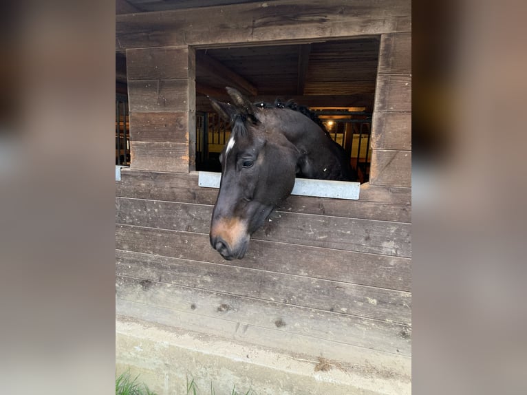 Koń reński Klacz 16 lat 180 cm Kara in Eppenstein