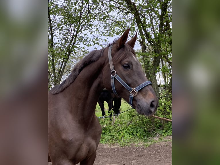 Koń reński Klacz 17 lat 165 cm Ciemnokasztanowata in Emmerich