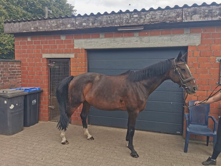 Koń reński Klacz 19 lat 163 cm Gniada in Bocholt