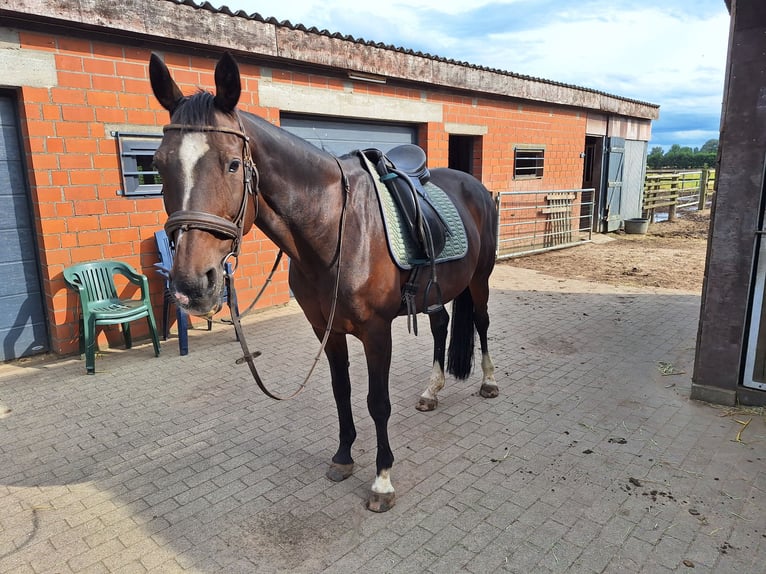 Koń reński Klacz 19 lat 163 cm Gniada in Bocholt