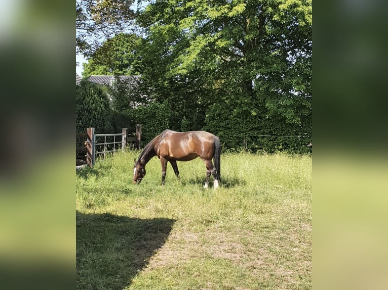 Koń reński Klacz 19 lat 163 cm Gniada in Bocholt