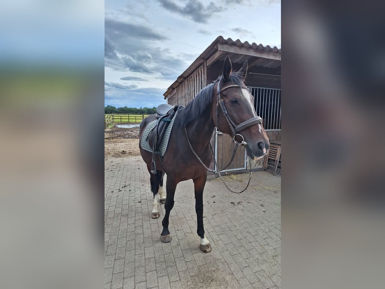 Koń reński Klacz 19 lat 163 cm Gniada in Bocholt
