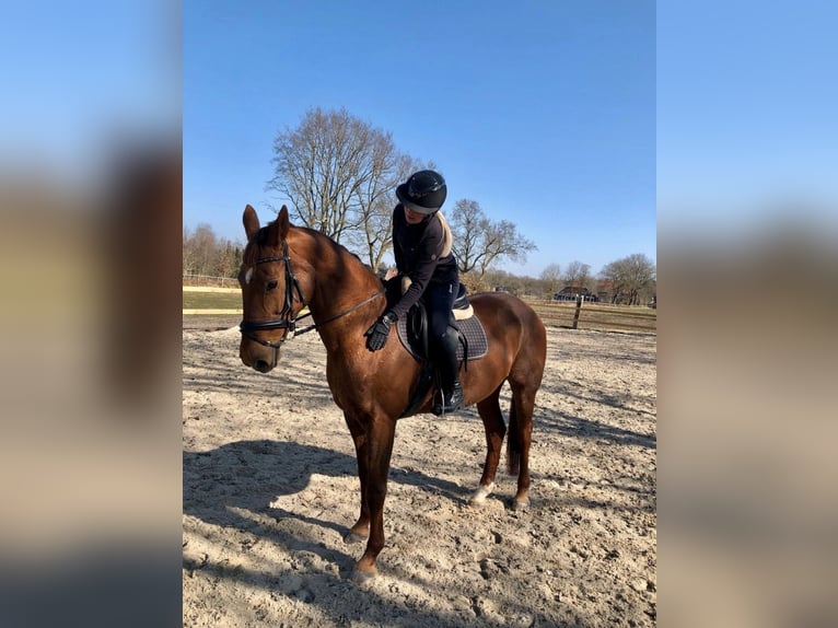 Koń reński Klacz 19 lat 168 cm Kasztanowata in Aurich