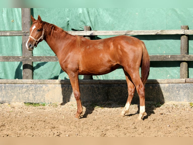 Koń reński Klacz 1 Rok 172 cm Kasztanowata in Deinste