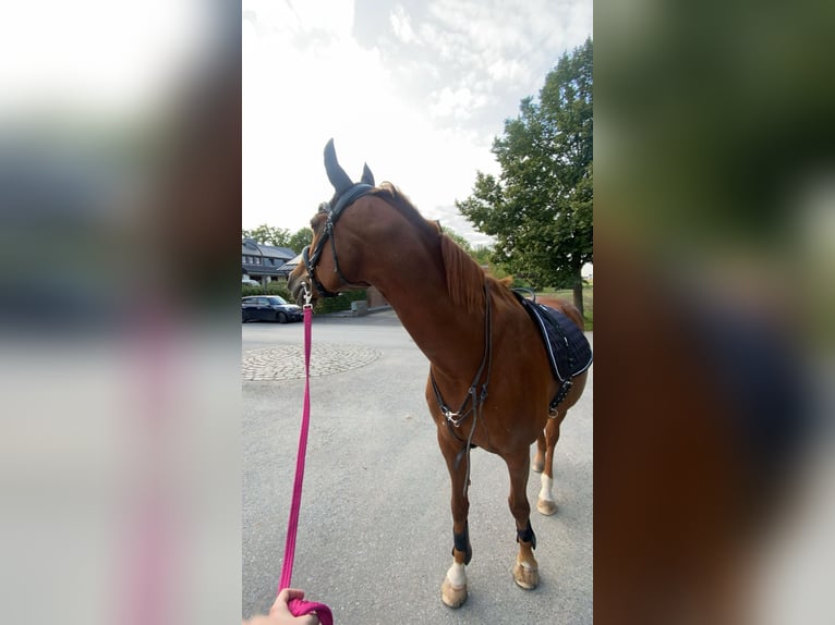 Koń reński Klacz 20 lat 165 cm Gniada in Recklinghausen