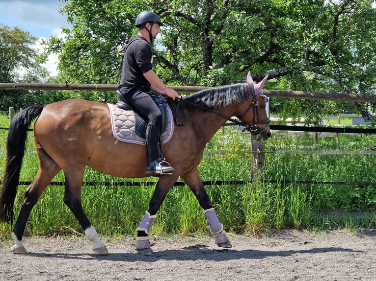 Koń reński Klacz 21 lat 164 cm Gniada in Mückeln