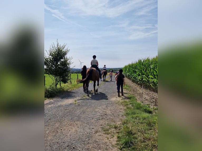 Koń reński Klacz 21 lat 164 cm Gniada in Mückeln