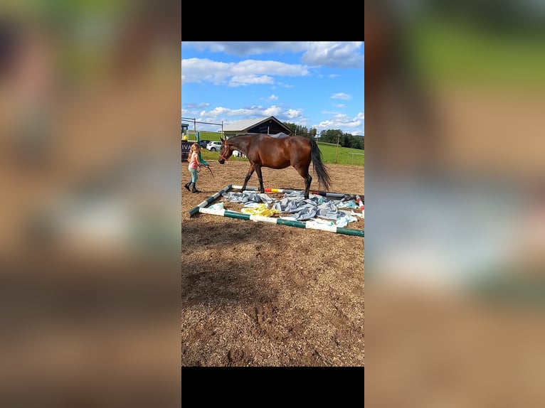Koń reński Klacz 21 lat 165 cm Ciemnogniada in NümbrechtNümbrecht