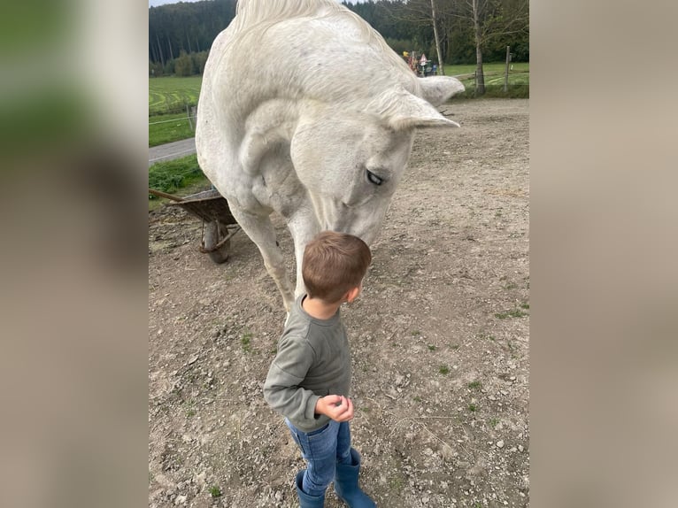 Koń reński Klacz 25 lat 167 cm Siwa jabłkowita in Schmallenberg