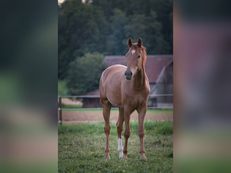 Koń reński Klacz 2 lat 162 cm Ciemnokasztanowata in Burladingen