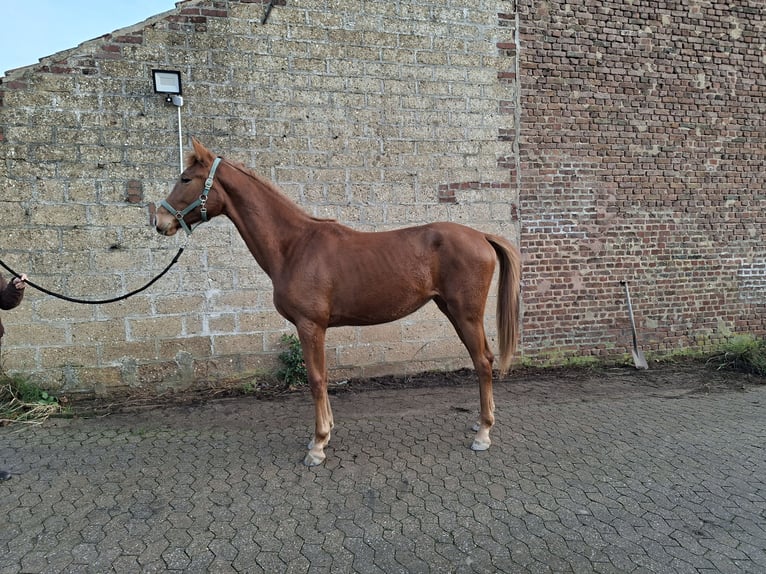 Koń reński Klacz 2 lat 168 cm Kasztanowata in HEINSBERG