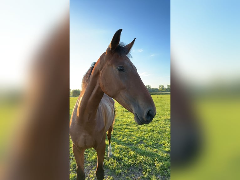 Koń reński Klacz 2 lat 172 cm Gniada in Babenhausen