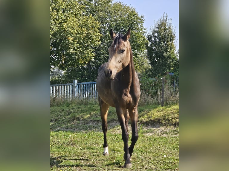 Koń reński Klacz 3 lat 157 cm Jelenia in Niederzier