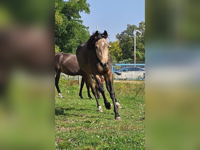 Koń reński Klacz 3 lat 157 cm Jelenia in Niederzier