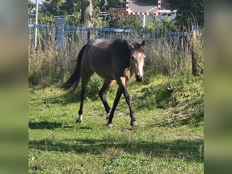 Koń reński Klacz 3 lat 157 cm Jelenia in Niederzier