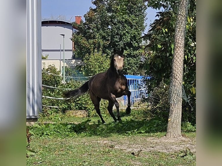 Koń reński Klacz 3 lat 157 cm Jelenia in Niederzier