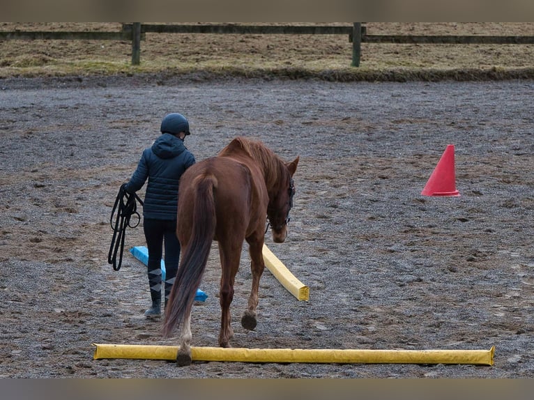 Koń reński Klacz 3 lat 163 cm Ciemnokasztanowata in Burladingen