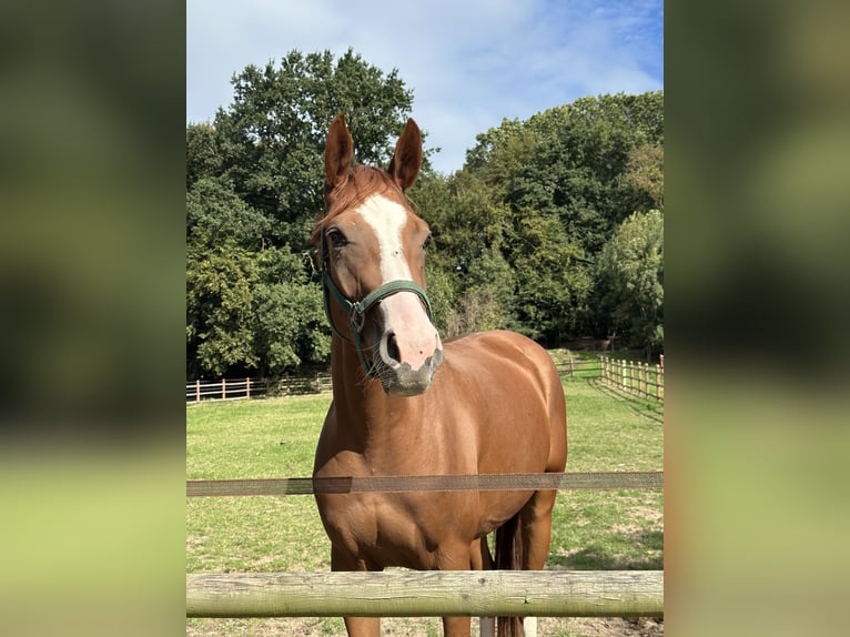 Koń reński Klacz 3 lat 163 cm Kasztanowata in Viersen