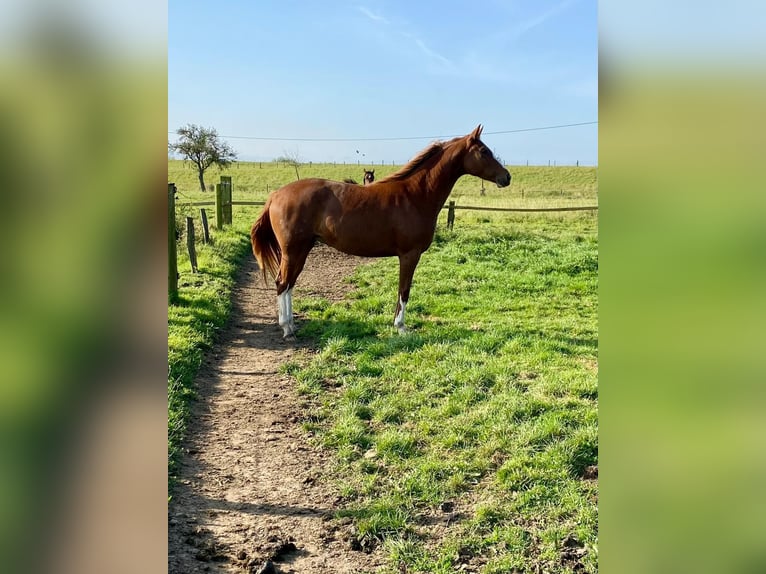 Koń reński Klacz 3 lat 166 cm Kasztanowata in Wesel