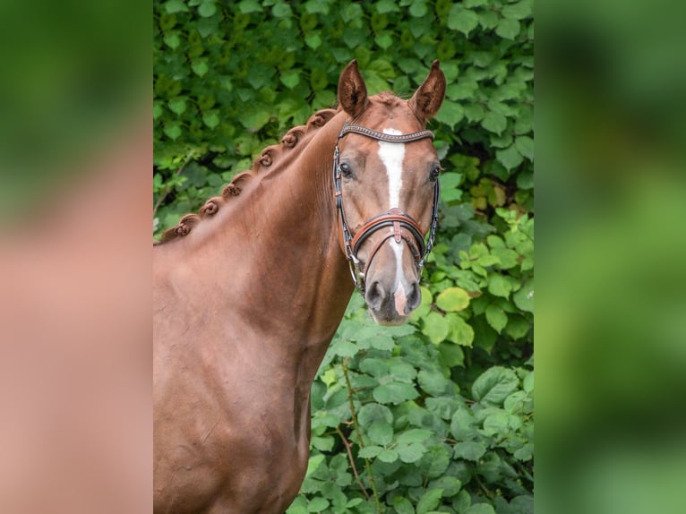 Koń reński Klacz 4 lat 156 cm Kasztanowata in Hanerau-Hademarschen