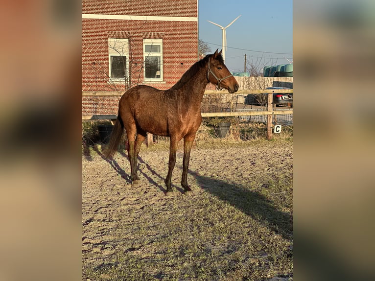 Koń reński Klacz 4 lat 160 cm Gniada in Ihlow