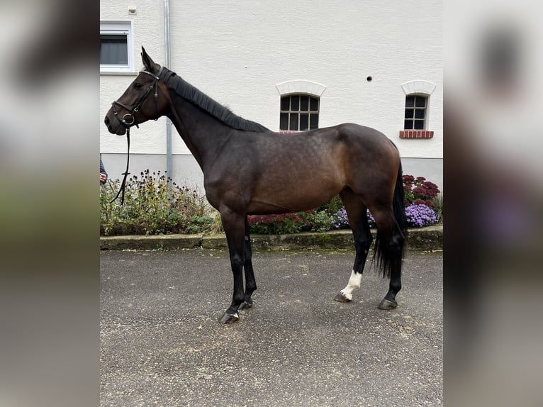 Koń reński Klacz 4 lat 166 cm Ciemnogniada in Regglisweiler