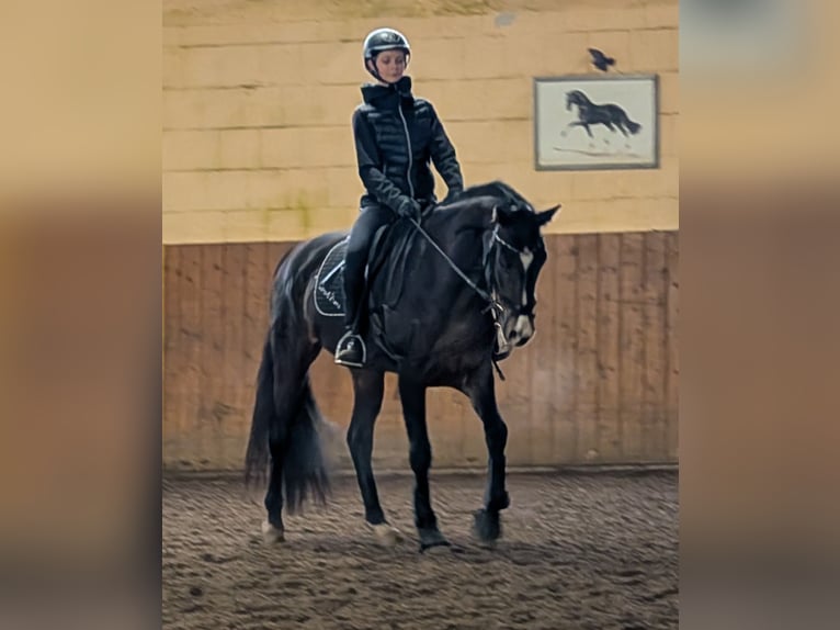 Koń reński Klacz 4 lat 167 cm Ciemnogniada in Ober-Flörsheim