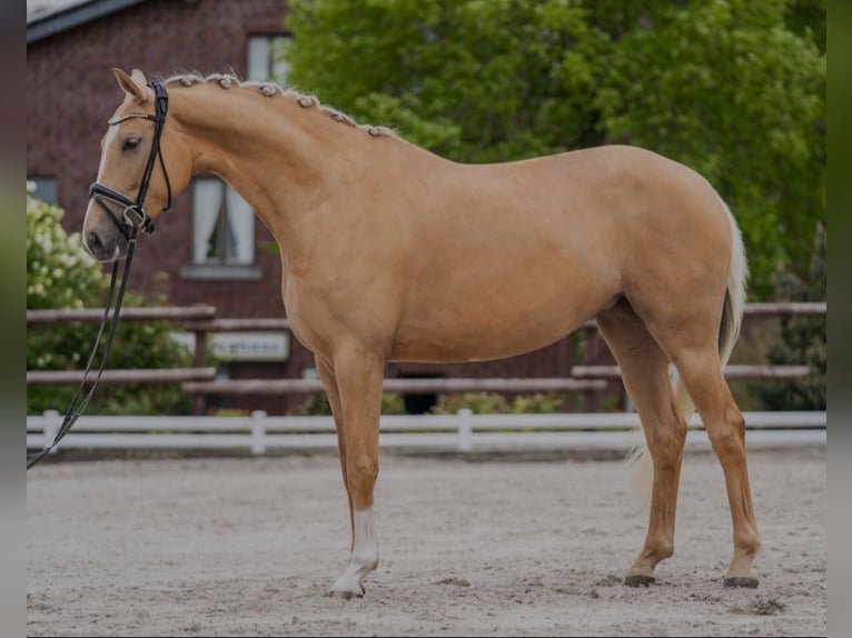 Koń reński Klacz 4 lat 168 cm Izabelowata in Aachen