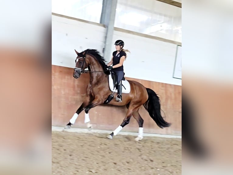Koń reński Klacz 4 lat 169 cm Ciemnogniada in Kempen