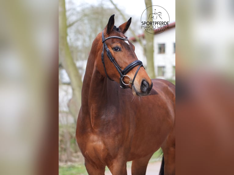 Koń reński Klacz 4 lat 172 cm Gniada in Wallenhorst