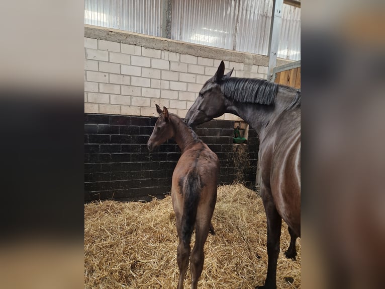 Koń reński Klacz 4 lat 172 cm Kara in Ascheberg