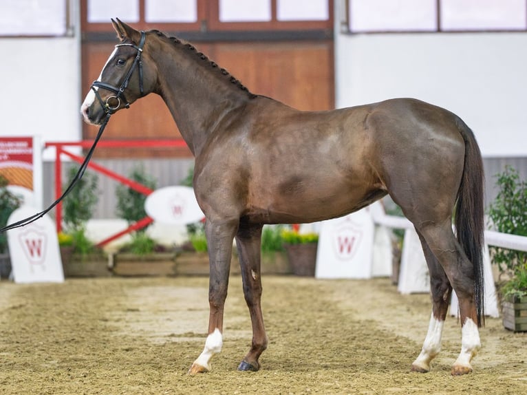 Koń reński Klacz 4 lat Kasztanowata in Münster-Handorf