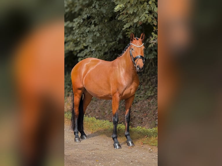 Koń reński Klacz 5 lat 160 cm Gniada in Bergisch Gladbach