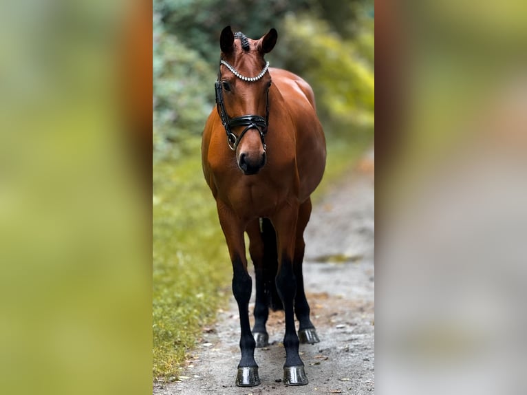 Koń reński Klacz 5 lat 160 cm Gniada in Bergisch Gladbach