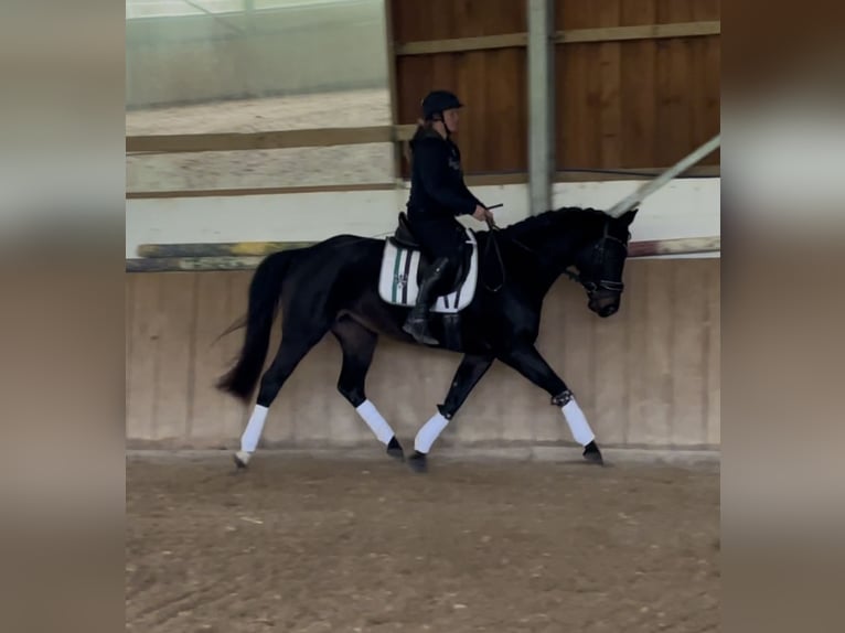 Koń reński Klacz 5 lat 161 cm Skarogniada in Liebenau