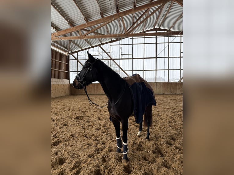 Koń reński Klacz 5 lat 161 cm Skarogniada in Liebenau
