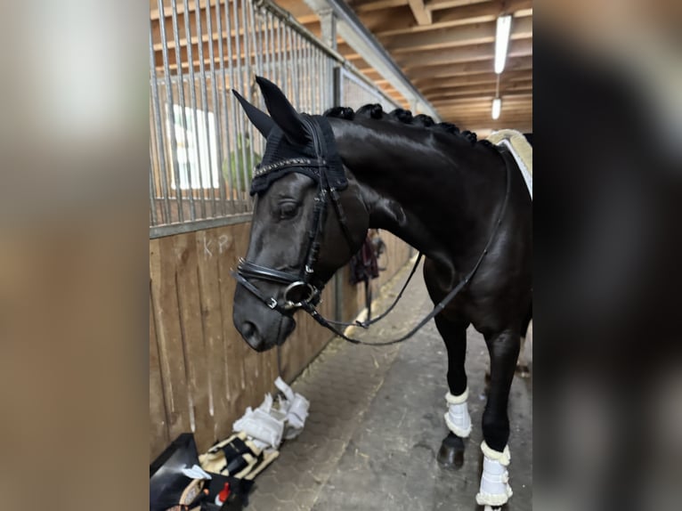 Koń reński Klacz 5 lat 167 cm Kara in Sauerlach