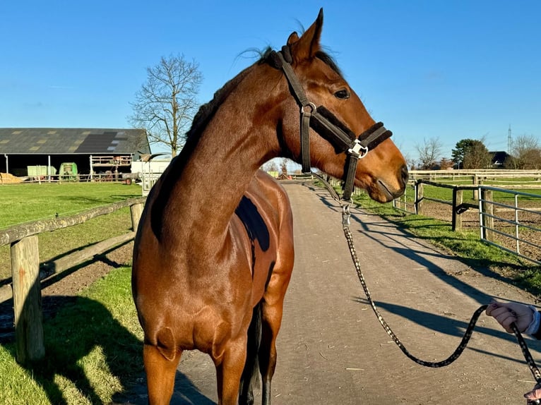 Koń reński Klacz 5 lat 168 cm Gniada in Grevenbroich