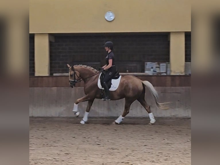 Koń reński Klacz 5 lat 168 cm Izabelowata in Aachen