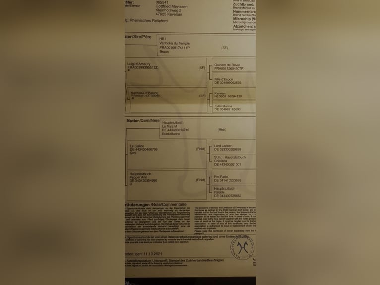 Koń reński Klacz 5 lat Kasztanowata in Uedem