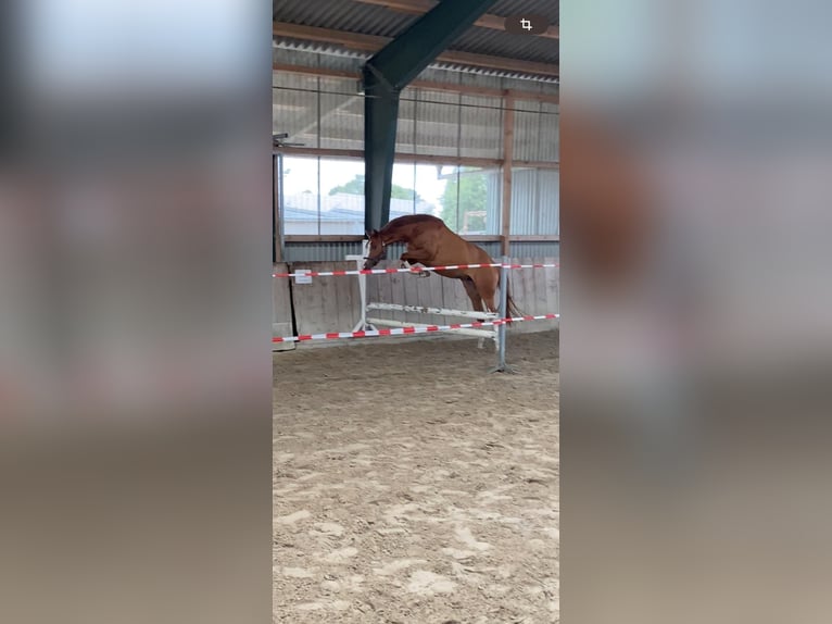 Koń reński Klacz 5 lat Kasztanowata in Uedem