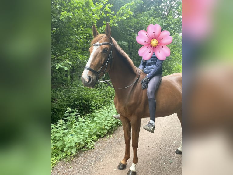 Koń reński Klacz 6 lat 165 cm Kasztanowata in Bonn