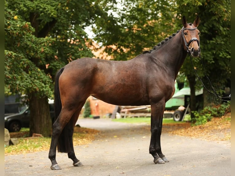 Koń reński Klacz 6 lat 168 cm Gniada in Landesbergen