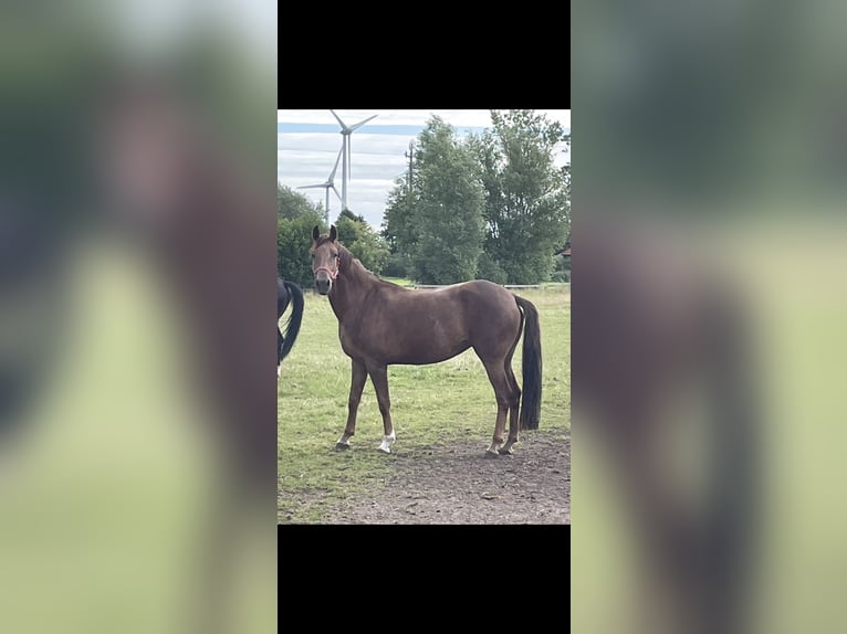 Koń reński Klacz 6 lat 170 cm Ciemnokasztanowata in Dornum