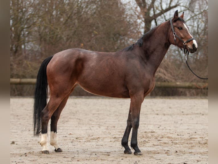 Koń reński Klacz 7 lat 160 cm Gniada in Rommerskirchen