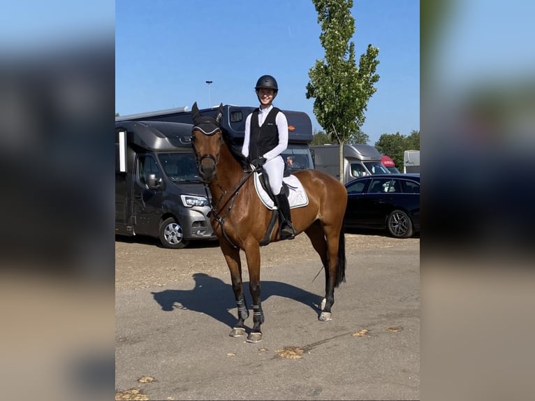 Koń reński Klacz 7 lat 164 cm Gniada in Erftstadt